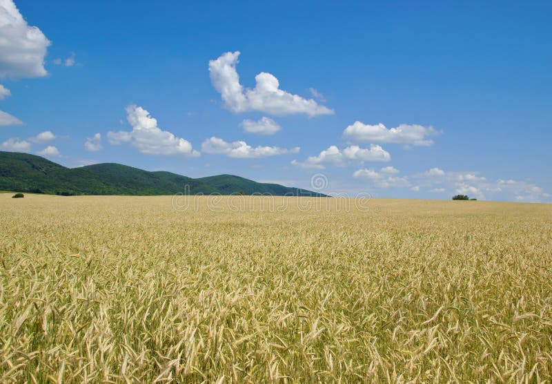 Hayfield with Forested Hills in Distance. Hayfield with Forested Hills in Distance