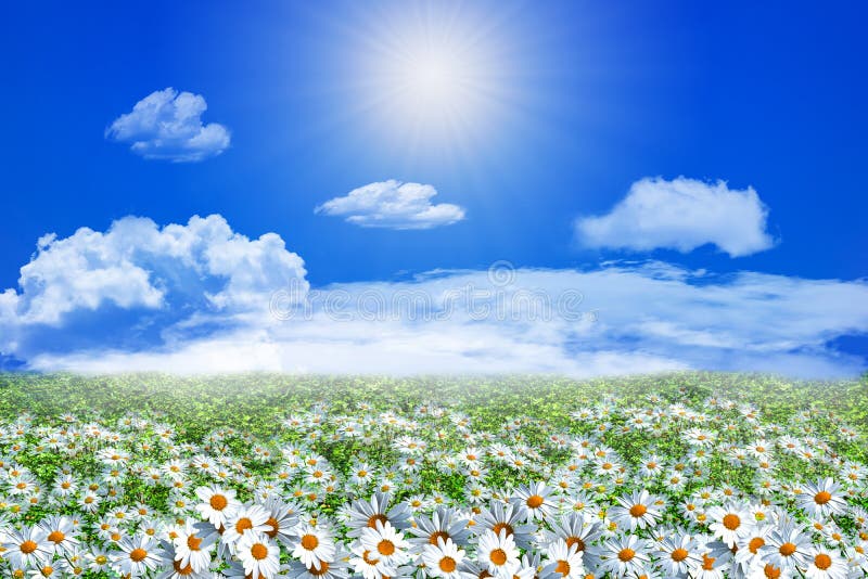 Поле цветков и облаков маргаритки на ясном голубом небе Стоковое ...