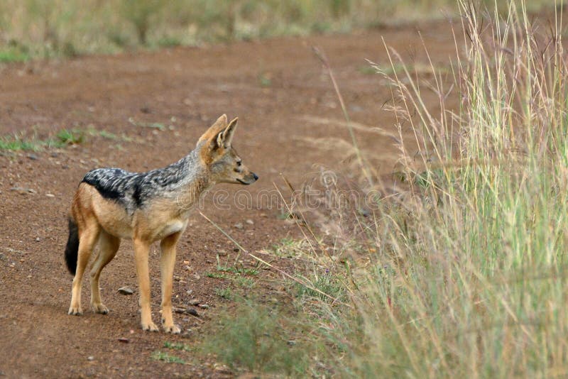 поддерживаемый Черно jackal, запас игры Maasai Mara, Кения стоковые фото поддерживаемый Черно jackal, запас игры Maasai Mara, Кения стоковые фото