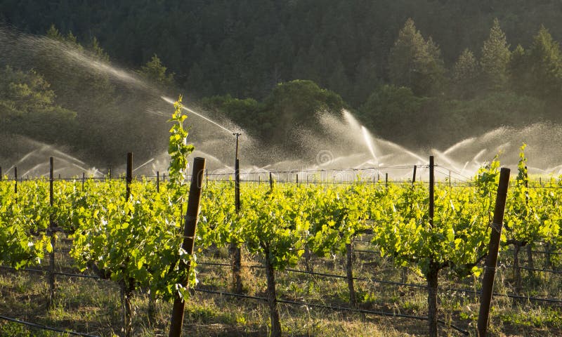 An organic grape vineyard in California's wine country, with sprinklers turned on for irrigation. An organic grape vineyard in California's wine country, with sprinklers turned on for irrigation.