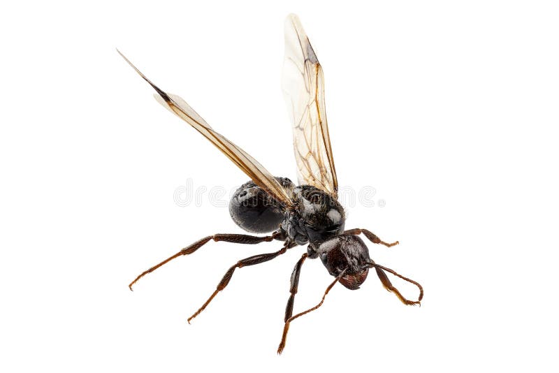 Подогнали чернотой, который lasius Нигера вида муравея сада стоковая фотография