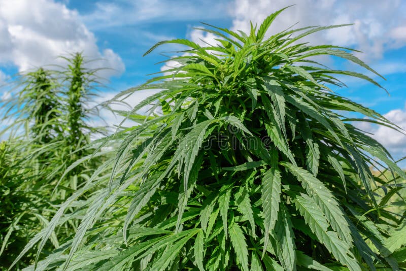 полив ростков марихуаны