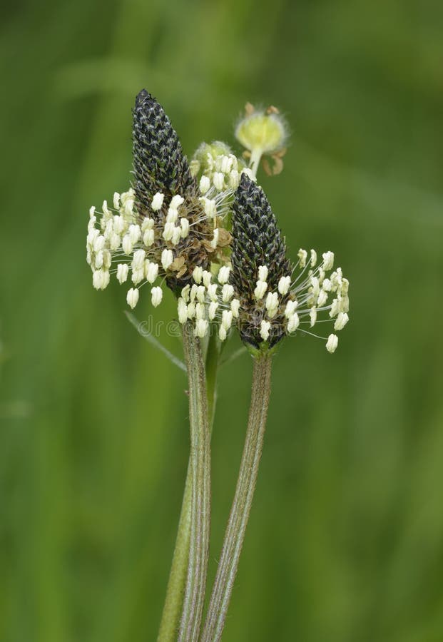Подорожник Ribwort стоковая фотография rf Подорожник Ribwort стоковая фотография rf