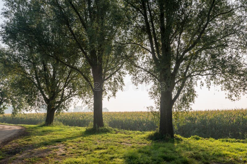 Three trees at the side of a road and next to a large field of forage maize plants. It is a backlit photograph early on a misty morning and the sun shines through the leaves of the trees. Three trees at the side of a road and next to a large field of forage maize plants. It is a backlit photograph early on a misty morning and the sun shines through the leaves of the trees.