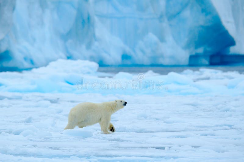 Полярный медведь с голубым айсбергом Красивая сцена witer с льдом и снегом Полярный медведь на льде смещения с снегом, белым живо