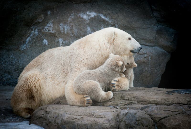 Полярный медведь с 2 маленькими младенцами