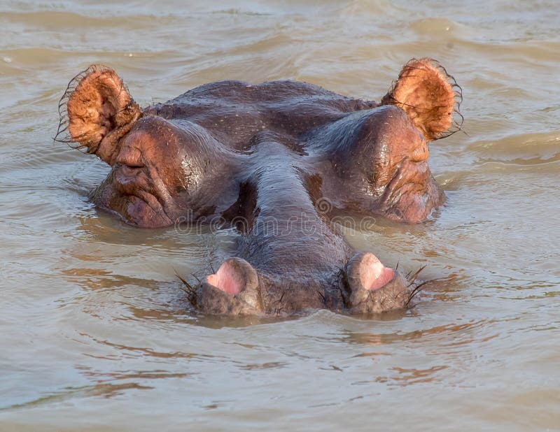 Погруженный в воду парк Южная Африка kruger подводной лодки гиппопотама стоковая фотография rf Погруженный в воду парк Южная Африка kruger подводной лодки гиппопотама стоковая фотография rf