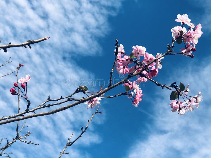 Под голубым небом и белыми облаками, красивые цветения персика bloomingUnder голубое небо и белые облака, красивые стоковое фото Под голубым небом и белыми облаками, красивые цветения персика bloomingUnder голубое небо и белые облака, красивые стоковое фото