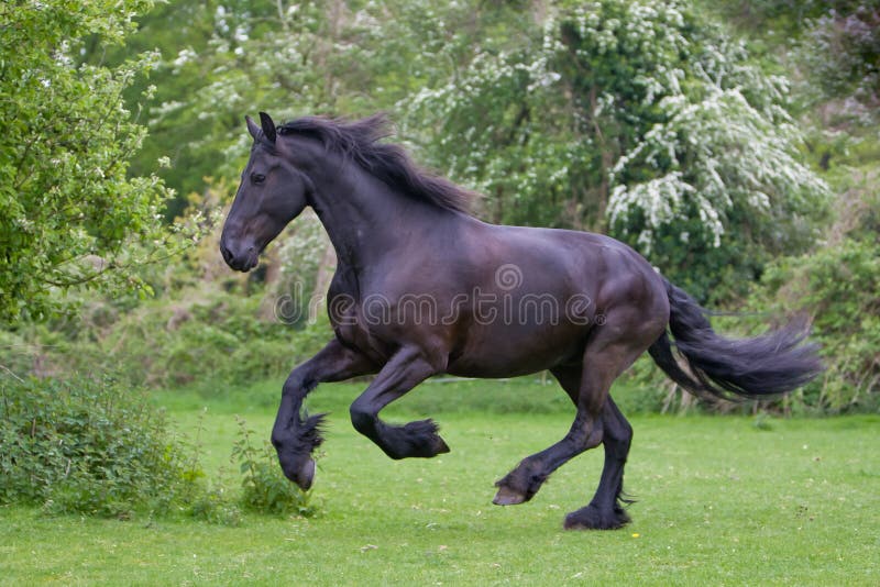 Черная лошадь Kladruber скача внутри за одуванчиками цветения Стоковое ...