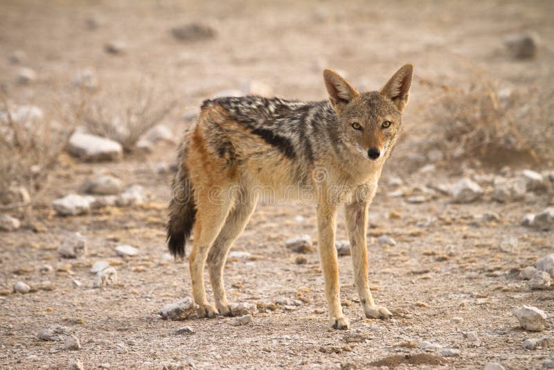 подпертый черный jackal стоковые фотографии rf подпертый черный jackal стоковые фотографии rf