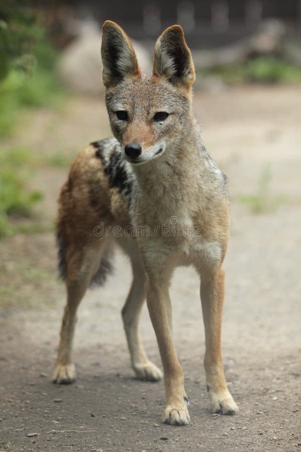 подпертый черный jackal стоковое фото rf подпертый черный jackal стоковое фото rf
