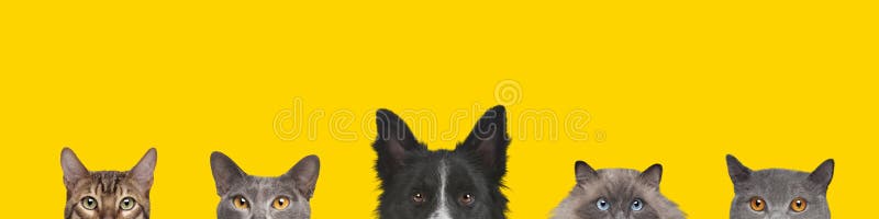 Подрезанный вид головы собак и кошек стоковая фотография