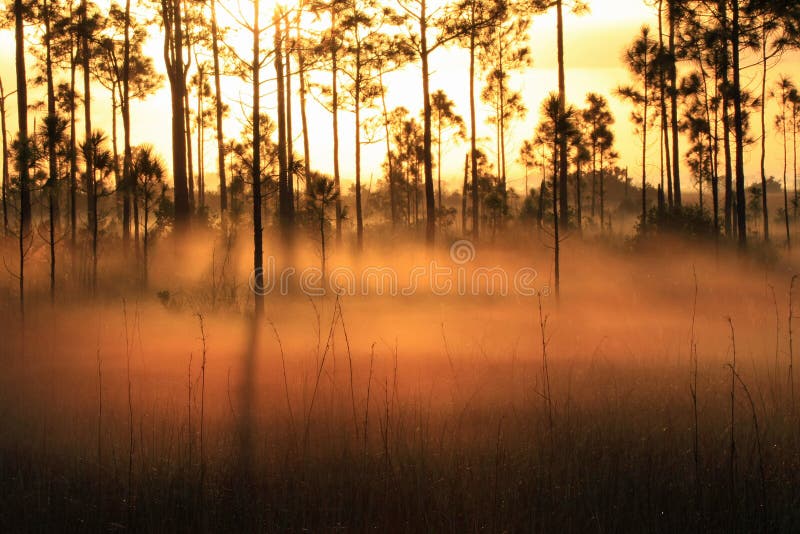 Подсвеченный туман на восходе солнца, национальный парк болотистых низменностей
