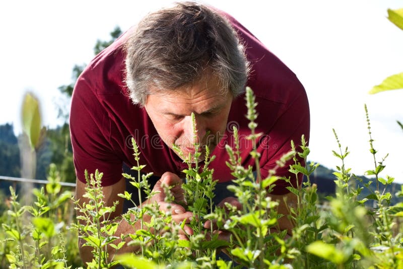 Attractive older man in his garden smells on peppermint bushes. Attractive older man in his garden smells on peppermint bushes