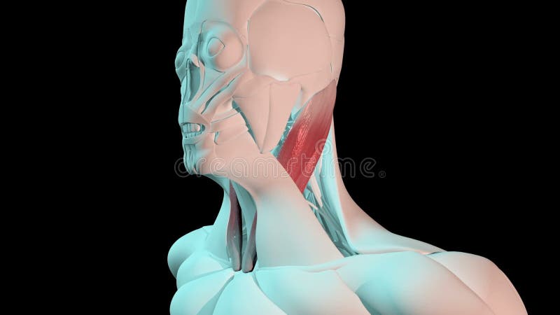 Позиция Sternocleidomastoid мышц анатомическое на человеческом теле