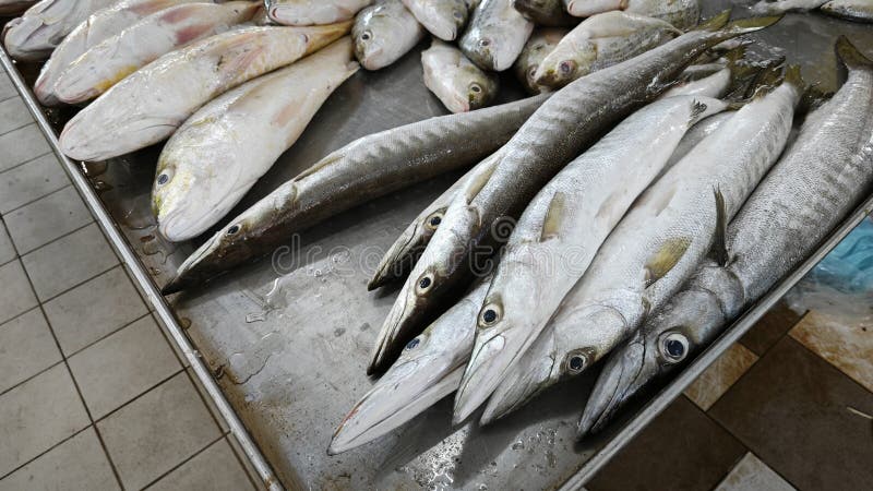 покажите поднос с различными рыбками из морской воды. стоковое изображение
