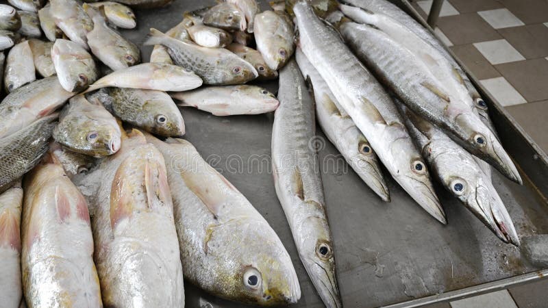 покажите поднос с различными рыбками из морской воды. стоковое изображение
