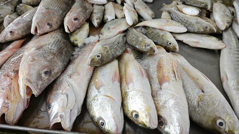 покажите поднос с различными рыбками из морской воды. стоковое фото