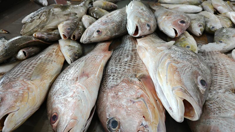 покажите поднос с различными рыбками из морской воды. стоковое фото rf