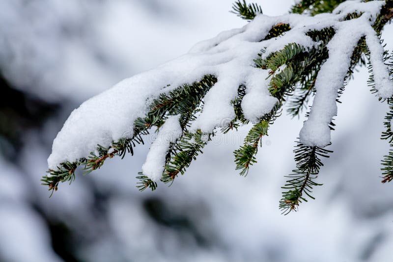 Покрытая снежком вечнозеленая ветвь дерева на пропуске Вашингтоне Snoqualme стоковое фото rf