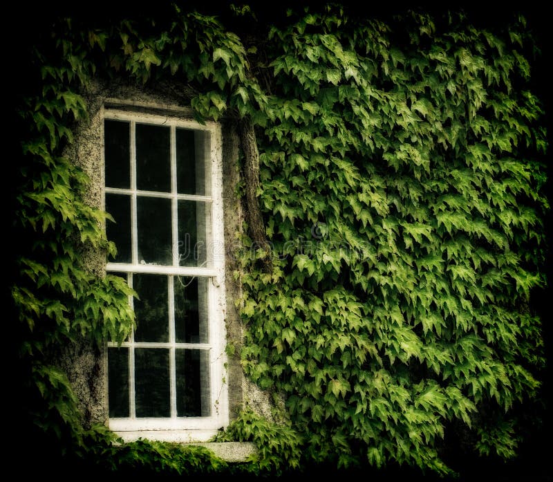 A window surrounded in ivy. This window is part of a very old building, in Ireland. This image has a woven textured effect when looked at up close, to achieve the vintage effect. A grunge border has been placed as a frame to add to the vintage effect. A window surrounded in ivy. This window is part of a very old building, in Ireland. This image has a woven textured effect when looked at up close, to achieve the vintage effect. A grunge border has been placed as a frame to add to the vintage effect.