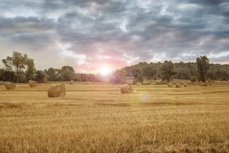 поле bales свеже hay стоковое фото rf поле bales свеже hay стоковое фото rf
