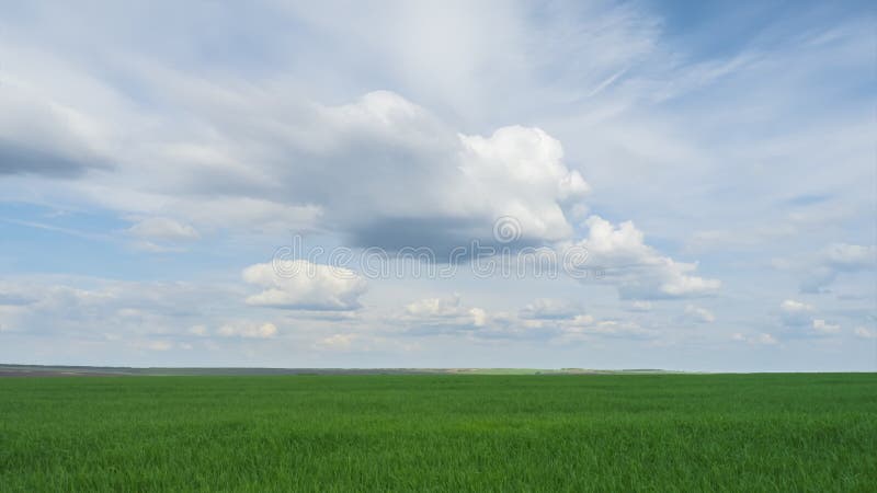 Поле зеленого цвета Timelapse с двигая облаками засеянное поле пшеницы, расти урожаев сток-видео