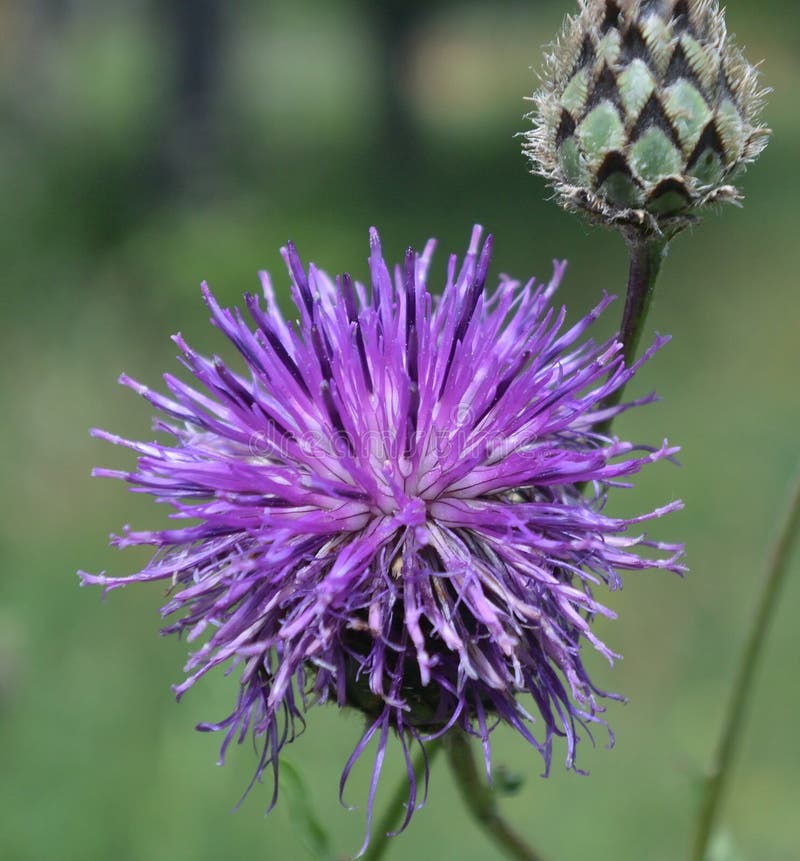 Поле лопуха цветка стоковое фото. изображение насчитывающей лопух ...
