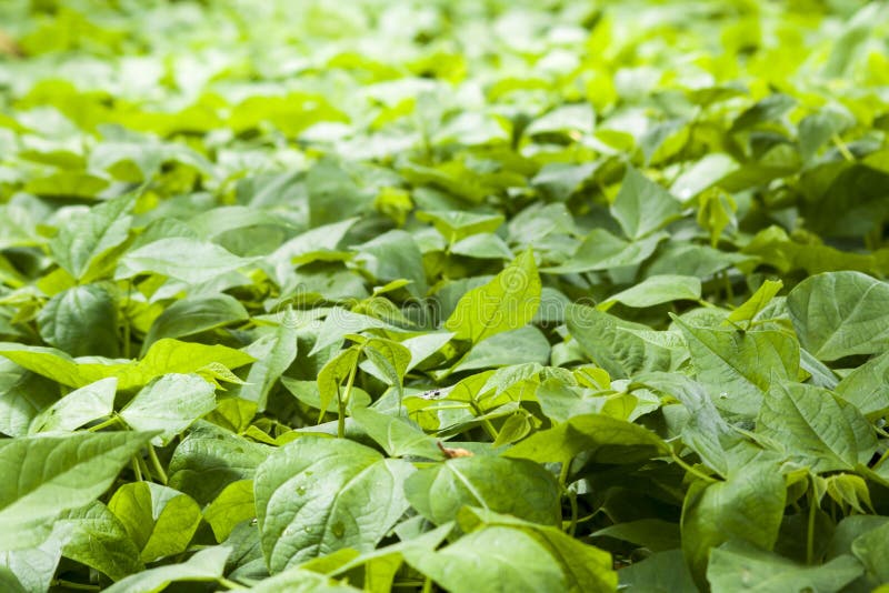Заводы фасоли в поле стоковое изображение. изображение насчитывающей ...