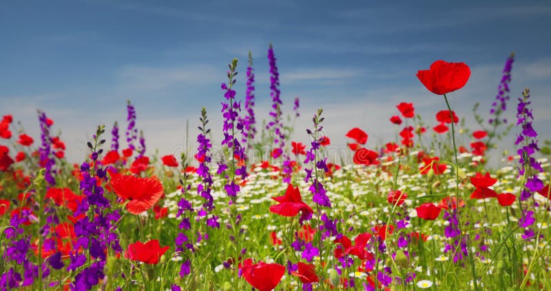 поле ярко-красных маковых маргариток и фиолетовых цветов на летнем лугу