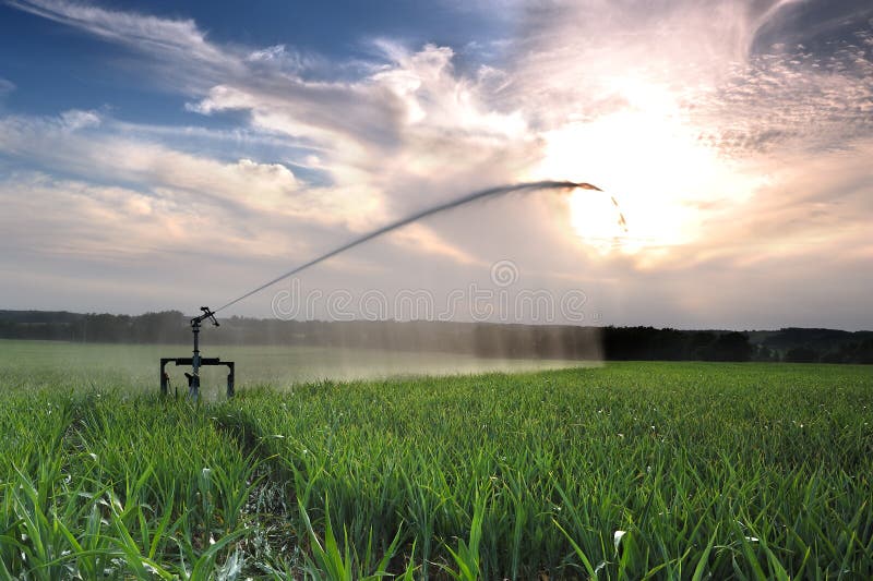 Agricultural irrigation on a summer evening. Agricultural irrigation on a summer evening