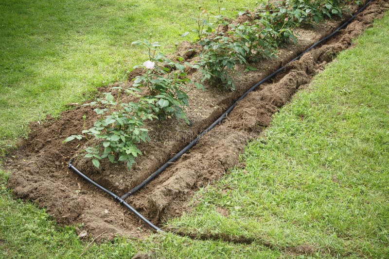 Soaker hoses installed in trenches for water irrigation to a garden flower bed. Soaker hoses installed in trenches for water irrigation to a garden flower bed