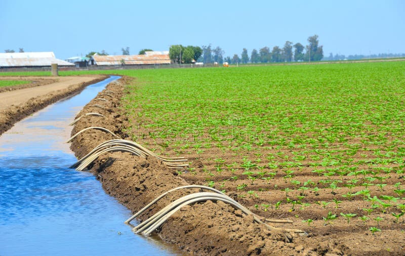 Irrigation and Farming of Organic Sunflower Seedlings in Central Valley, California. Irrigation and Farming of Organic Sunflower Seedlings in Central Valley, California