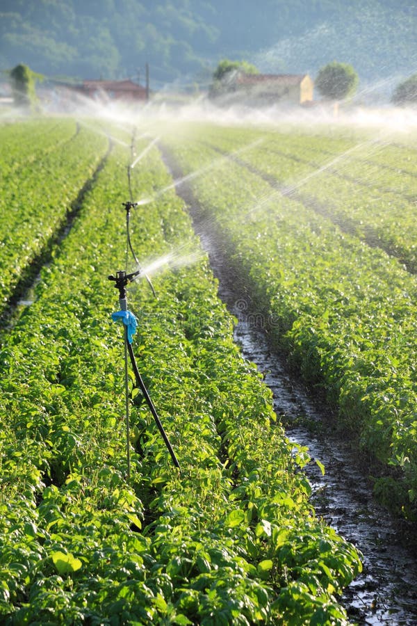 Irrigation system on a large farm field of spinach. Irrigation system on a large farm field of spinach