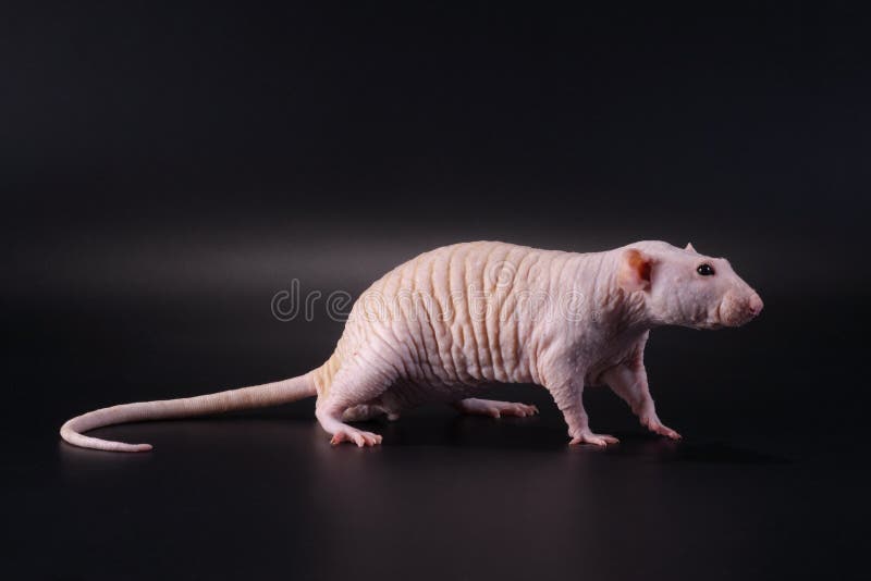 Showing pose standing male hairless rat Dumbo Sphynx breed on black. No isolated. Showing pose standing male hairless rat Dumbo Sphynx breed on black. No isolated.