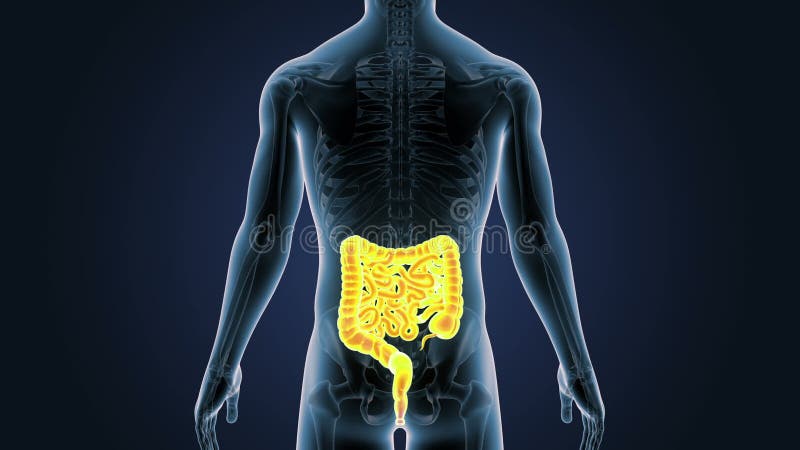 Положение кишечника с скелетом в человеческом теле