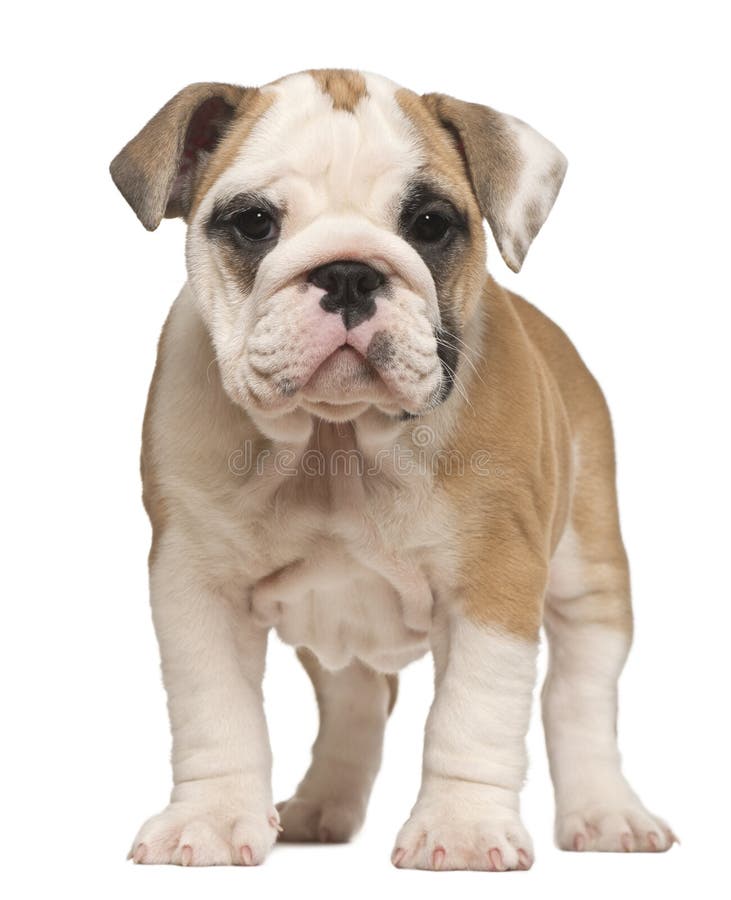 English Bulldog puppy, standing, 2 months old in front of a white background. English Bulldog puppy, standing, 2 months old in front of a white background