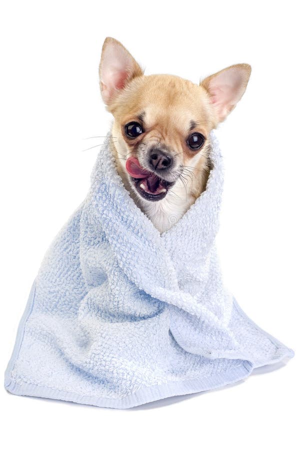 Portrait funny Chihuahua with a blue towel. Portrait funny Chihuahua with a blue towel