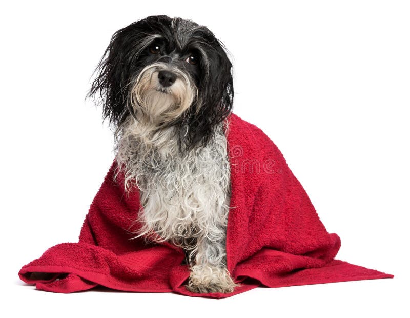 A wet black and white havanese dog after the bath with a red towel and a visible leg, isolated on white background. A wet black and white havanese dog after the bath with a red towel and a visible leg, isolated on white background