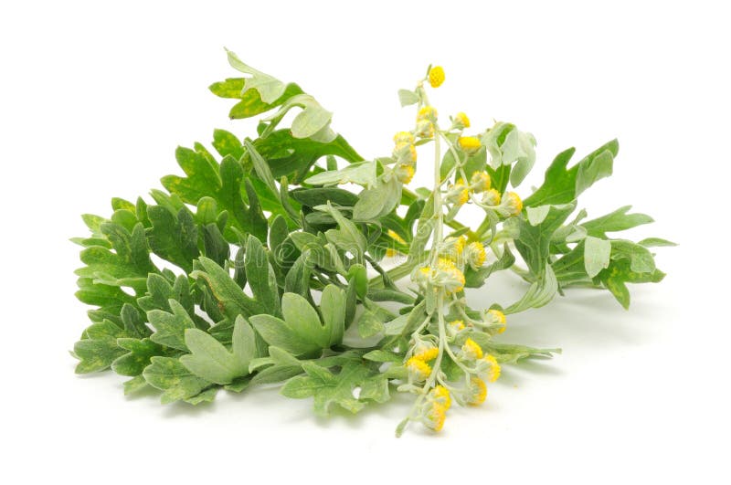 Wormwood (Artemisia absinthium) isolated on a white background. Wormwood (Artemisia absinthium) isolated on a white background