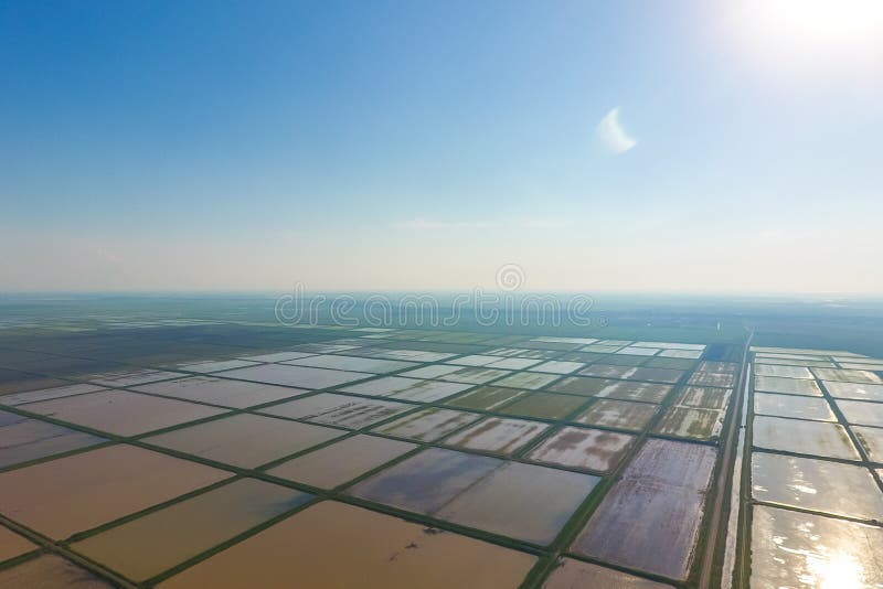 Поля риса затоплены с водой Затопленные рисовые поля Agronomic методы расти рис в полях стоковая фотография rf Поля риса затоплены с водой Затопленные рисовые поля Agronomic методы расти рис в полях стоковая фотография rf