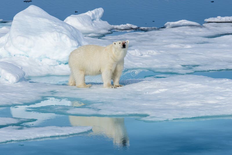 Полярный медведь на льде