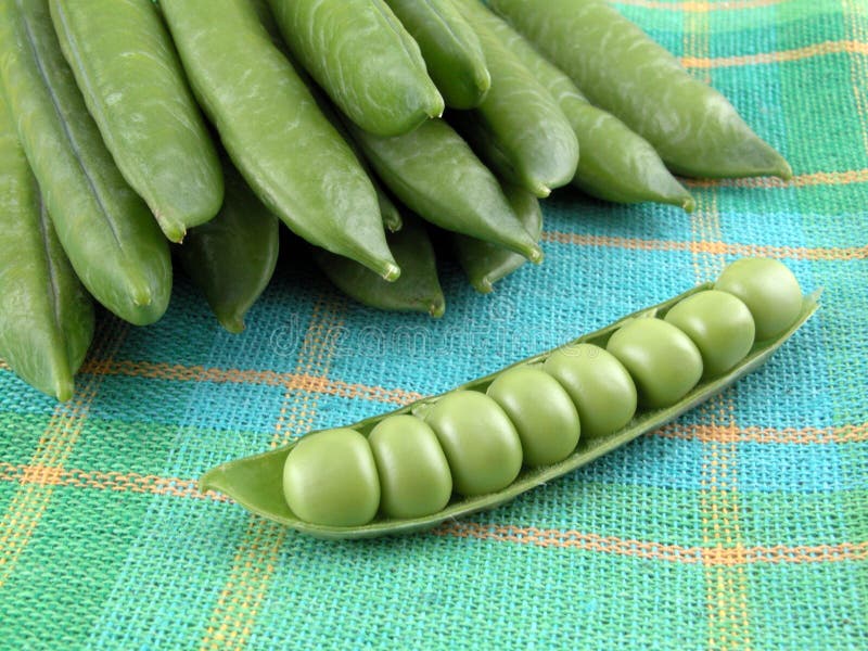 Sweet green pea on green close-ups. Sweet green pea on green close-ups