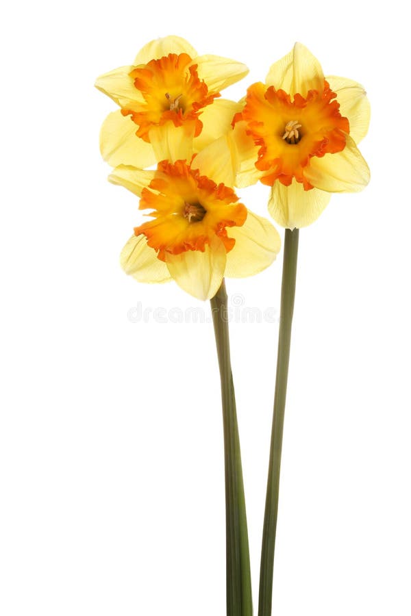 помеец daffodils запруживает желтый цвет 3 стоковое фото rf помеец daffodils запруживает желтый цвет 3 стоковое фото rf