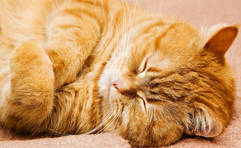 помеец кота manx стоковое изображение помеец кота manx стоковое изображение
