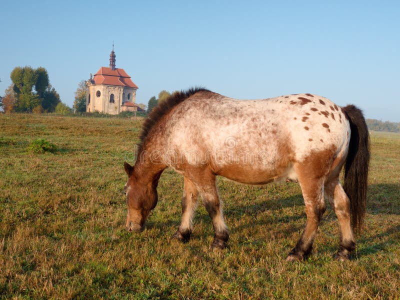 Пони appaloosa, который приобретенные стойки в paddock стоковая фотография