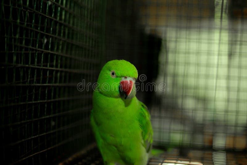 A parrot in a cage. This is my pet gifted by dad. She is speaking  and make another sounds2-5-2020. A parrot in a cage. This is my pet gifted by dad. She is speaking  and make another sounds2-5-2020