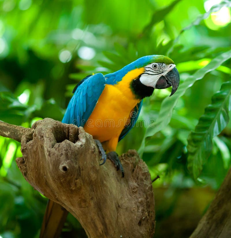 Попыгай Macaw стоковые фотографии rf Попыгай Macaw стоковые фотографии rf