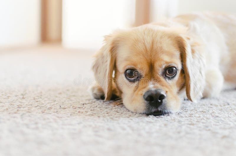Порода креста spaniel-Pekingese кокерспаниеля, милые глаза щенка стоковые изображения Порода креста spaniel-Pekingese кокерспаниеля, милые глаза щенка стоковые изображения