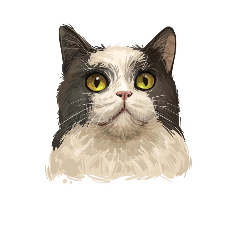 Порода кошек Manks Manx catus кошки домашней кошки, короткий хвост Stubbin, rumpy одомашниванный кот в изоляции на белом Искусств иллюстрация штока